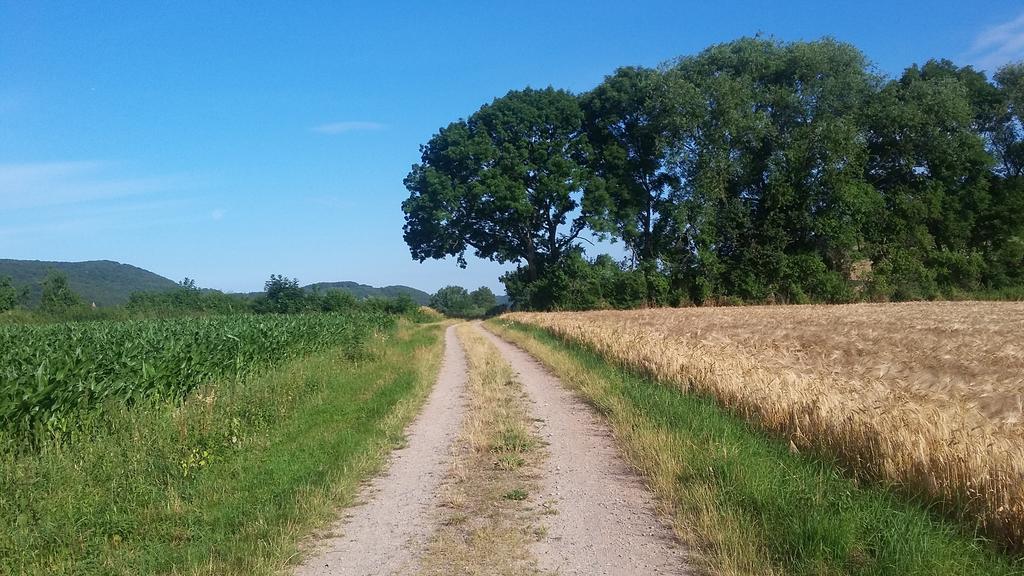 Landgasthof Zur Untermuehle Datterode Eksteriør billede